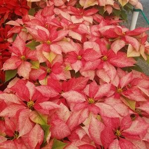 Meet your Posher, Danie